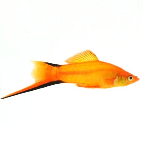 Xiphophorus helleri - golden comet  ML